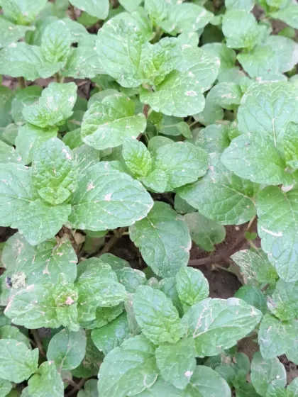 More fresh pudina from my garden. It's perfect for making chutney or adding to drinks.