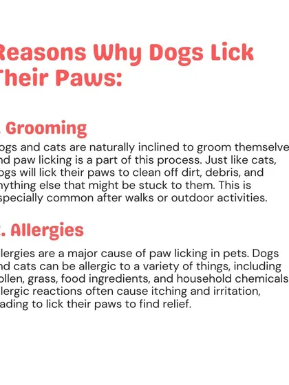 Why do dogs lick their paws? It can be for self-grooming, but it can also be a sign of allergies. Understanding the reason is the first step to addressing it.