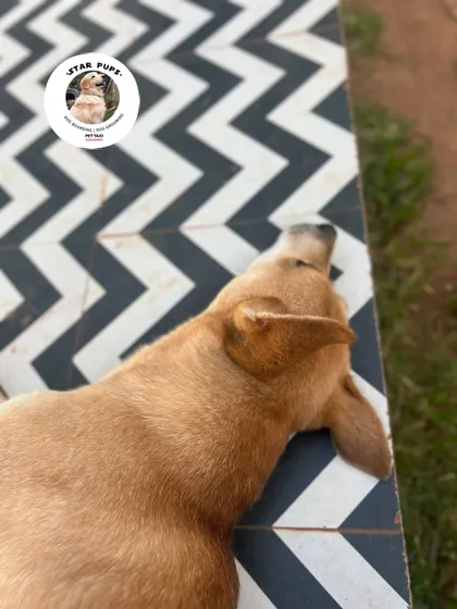 Soaking up the sun. This Indie dog is enjoying a peaceful nap outdoors on the edge of our play area.