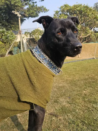 A portrait of our handsome senior guest, enjoying the warmth of the sun. We give our older visitors extra care and attention.
