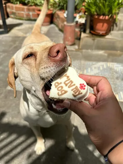 A happy Labrador enjoying an "I Ruv My Dog" heart-shaped treat. These dognuts and cakes are a fun way to celebrate your bond during the season of love.