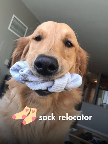 The Sock Relocator, specializing in moving socks from the laundry basket to mysterious, unknown locations around the house.