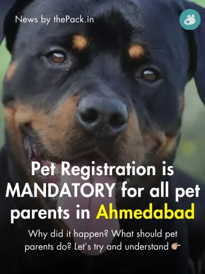 We keep our community informed about important news. This post announces the mandatory pet registration for all pet parents in Ahmedabad, explaining the context and what actions they need to take.