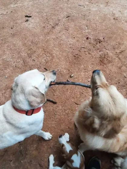 Two dogs, a Labrador and a Golden Retriever, sharing a stick. A perfect picture of friendship.
