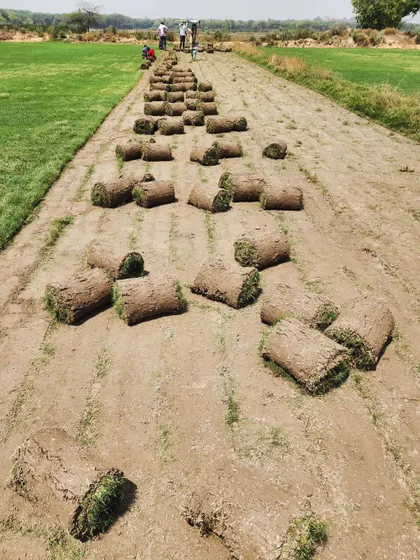 Rows of harvested turf, ready for a large landscaping project. The uniformity of the rolls ensures easy installation.