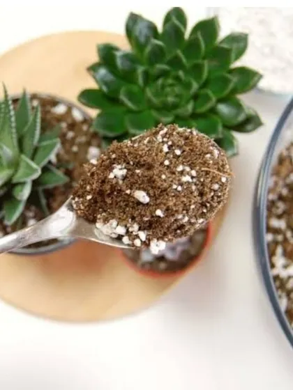 Potting a succulent with our custom soil mix. Using the right soil is the most critical step for ensuring the long-term health of your succulents.