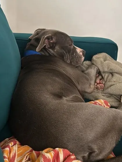 After a very long wait, our handsome pitbull mix Kyro is finally home. Here he is, completely relaxed and comfortable on the couch, living the life he always deserved.