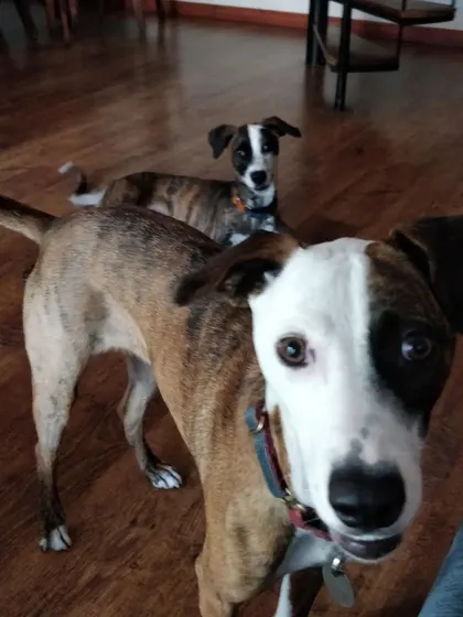Meet Coffee and Jager, two absolutely gorgeous and energetic dogs. Caring for a multi-dog household means ensuring both dogs get the attention and exercise they need.