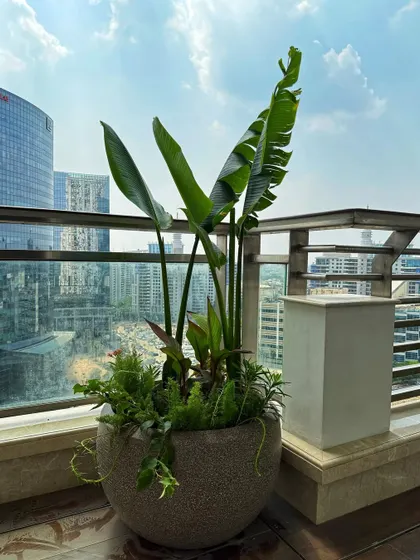 A single, well-placed statement planter can define a balcony corner. Here, a large pot with a Traveler's Palm and assorted smaller plants creates a mini-garden with a big city view in the background.