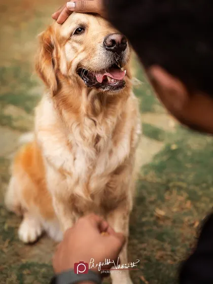 The simple, loving gesture of a pat on the head. These quiet moments of connection between a pet and their person are incredibly powerful.