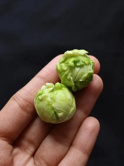 A close-up of two miniature cabbages held in hand, showing the delicate, layered leaves.