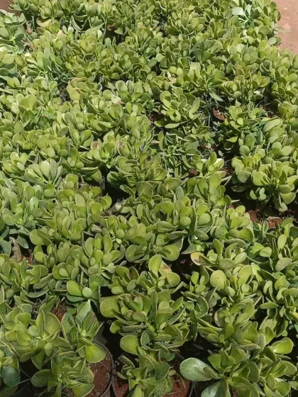 A large batch of Jade Plants at my nursery, all with thick, fleshy leaves, indicating they are well-established and healthy.