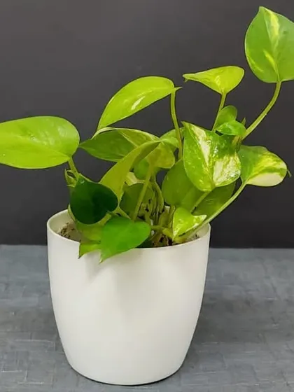 A Golden Pothos in a clean, white pot. This versatile and fast growing plant is a wonderful gift to symbolize growing friendship or love.