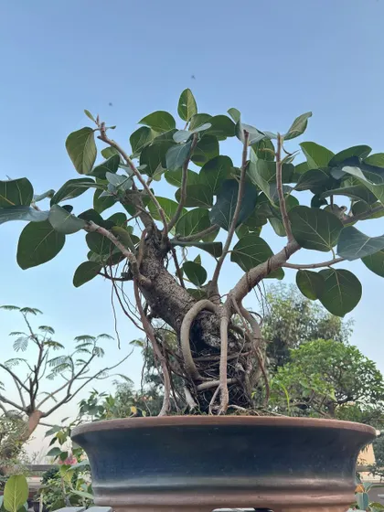 This Banyan bonsai, with its wired branches, is a work in progress. The wiring helps shape the tree, guiding its growth to create a balanced and artistic form.