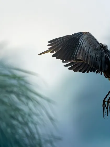 A Purple Heron in a dramatic dive, photographed at the Dhanauri wetlands. This unusual angle captures the power and aerodynamics of the bird in a truly unique way.