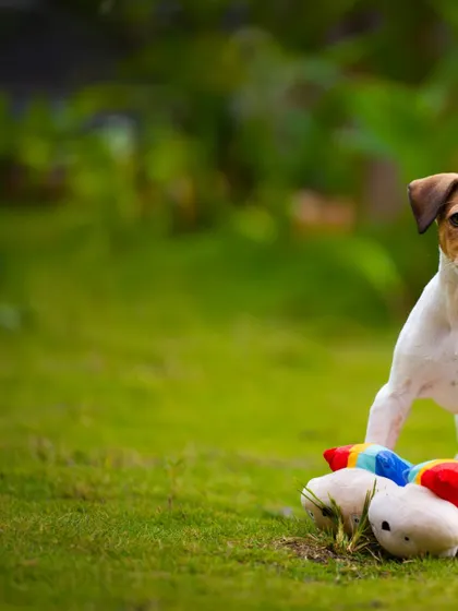 After a good play session, this little Jack Russell stands proudly with his conquered toy.