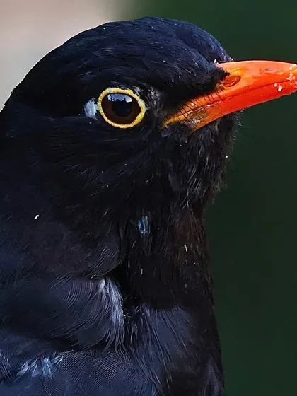 A male Gray-winged Blackbird with a crumb of food on its orange beak. This simple detail adds a story to this sharp, classic portrait.
