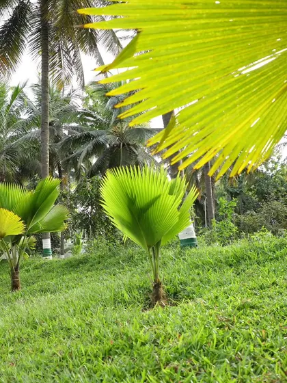 Young Fan Palms planted on a grassy slope. This shows the beginning of a long-term landscape design that will grow into a mature palm grove.