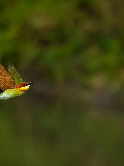 A Chestnut-headed Bee-eater captured in flight. Catching these fast-moving birds is always a challenge, but the result is a graceful image full of color and motion.