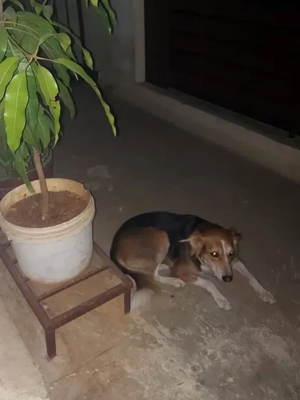 Sparrow finding a quiet spot to rest outside our home. She is very calm and gentle.