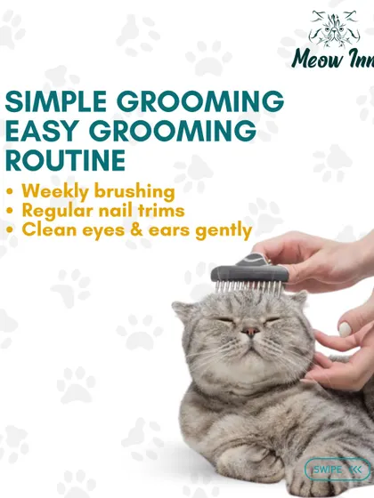 A simple grooming routine, including regular brushing and nail trims, keeps a cat comfortable and healthy. I also offer professional grooming services.