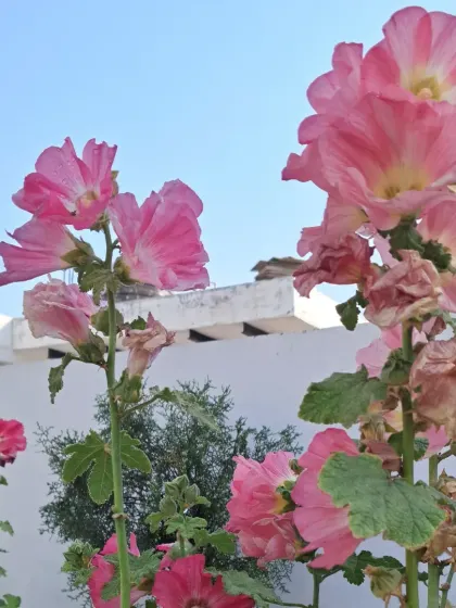 These tall pink flowers are Hollyhocks. They add wonderful height and color to the garden.