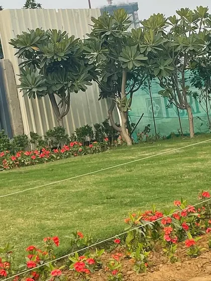 A row of Plumeria trees planted along the property line. These trees are excellent for landscaping in our climate, offering beautiful foliage and fragrant flowers with relatively low maintenance.