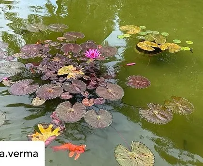A beautiful pink lotus flower and lily pads in our pond, with a bright orange koi fish swimming by. This serene scene was captured by one of our guests.