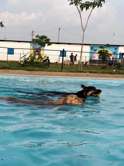 A German Shepherd and a Golden Retriever enjoying a tandem swim. Our pool is large enough for multiple dogs to play safely.