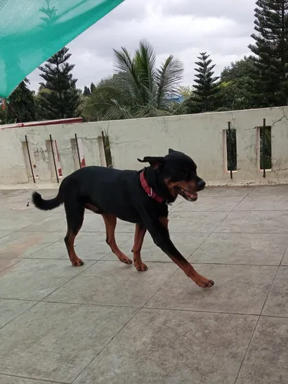 This energetic Rottweiler, Bear, shows off his playful side. We provide a safe outlet for high-energy breeds to exercise and have fun.