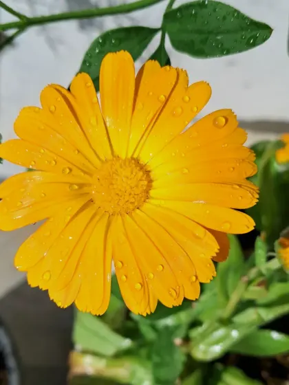 A Calendula flower covered in morning dew.