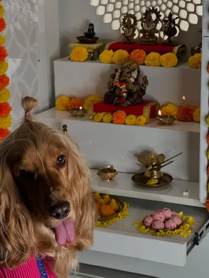 A close-up of our handsome boy Posto, posing in front of our Ganesh Chaturthi decorations.