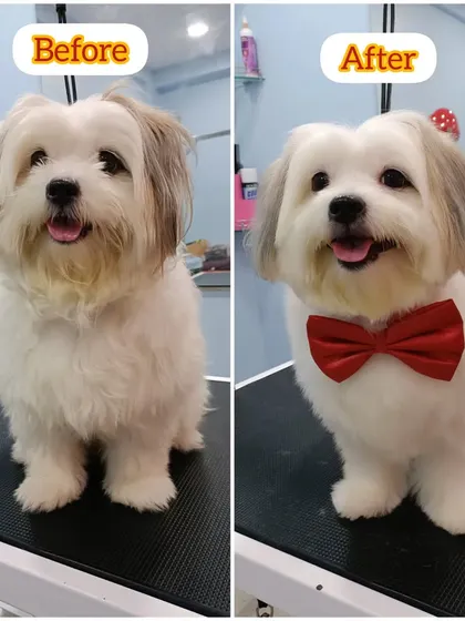 Rusha the Lhasa Apso's transformation. A neat trim makes her look so much more polished and comfortable.
