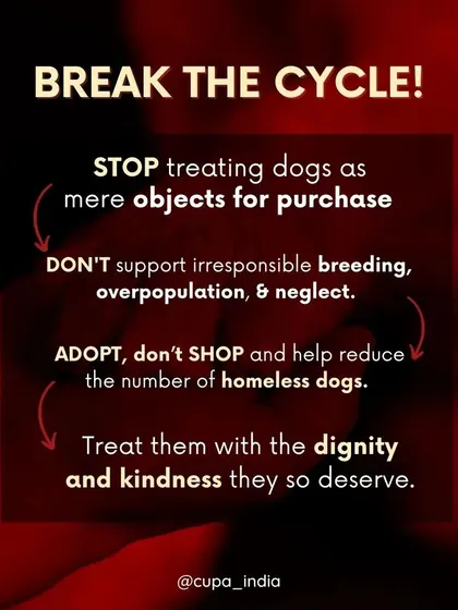 I urge everyone to break the cycle. Stop treating dogs as objects, do not support irresponsible breeding, and choose to adopt to help reduce the number of homeless animals.