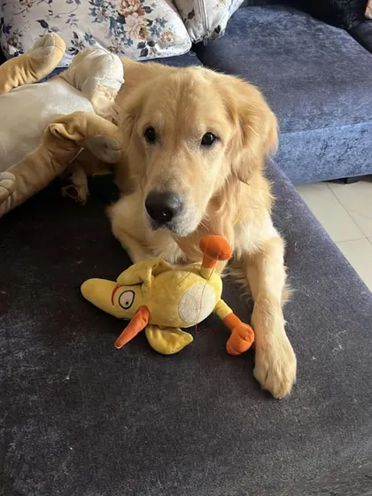 Charlie and his favorite duck toy. He is settling into his new life beautifully.