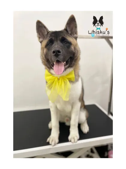 Archie sitting proudly after his groom. His thick double coat has been thoroughly brushed and cleaned.