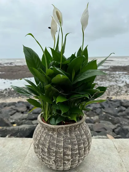 The elegant Peace Lily adds a touch of class to any space. Here it is shown in a rustic, ribbed planter against a seaside backdrop, highlighting its versatility for both indoor and outdoor decor.