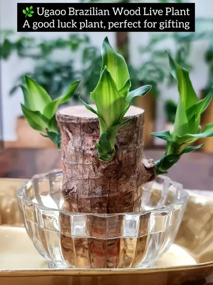 The Ugaoo Brazilian Wood Live Plant is known as a good luck plant and makes a wonderful gift. It's incredibly easy to care for, requiring just a little water to sprout new leaves. I find it to be a beautiful and unique addition to my indoor plant collection.