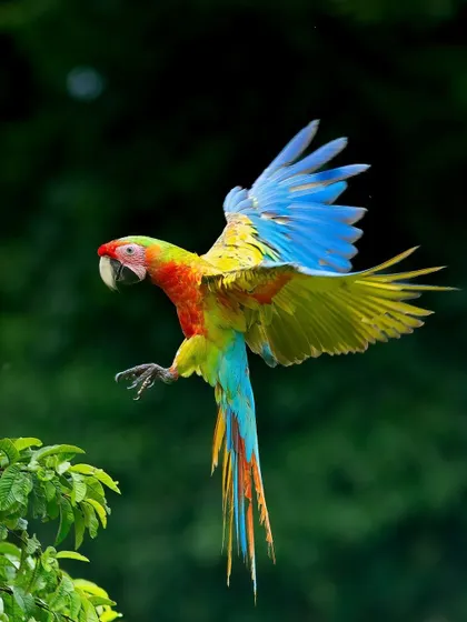A Blue and Yellow Macaw in full flight. The rainforests of the Neotropics are alive with color, and we use specialized techniques to capture these fast moving, brilliant birds.