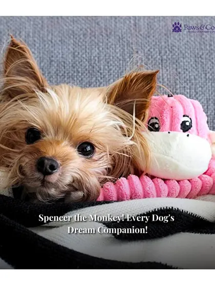 Spencer the Monkey is every dog's dream companion. This adorable Yorkshire Terrier is cuddled up with the soft, crinkly, and squeaky plush toy, perfect for gentle play.
