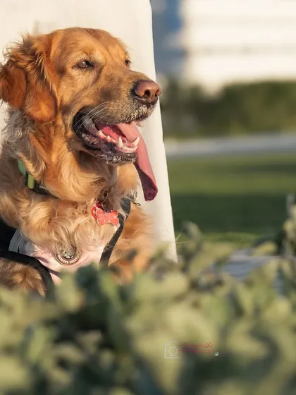 A golden retriever enjoying the sun, even in a studio-like setup. The clean background helps to isolate and highlight the pet.