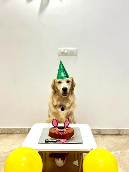 Charlie the Golden Retriever looking picture-perfect with his Chicken & Oats cake. The simple, minimalist setup shows that all you need is a good cake and a party hat for a great celebration.