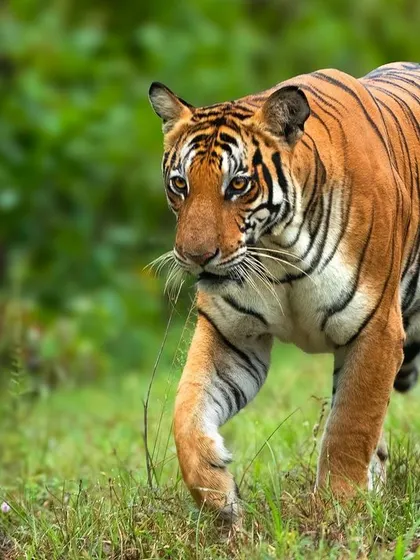 The Back Water Female on the move, walking with purpose through the tall grass. This shot captures her determined stride and the power she commanded in her territory.