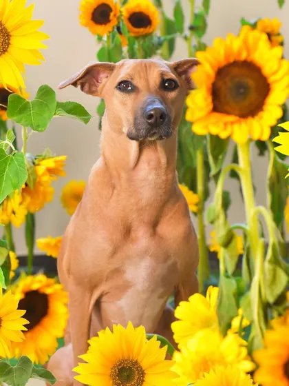 This handsome indie is the star of the sunflower field. I used over a hundred real flowers to create this immersive set, and the results were absolutely magical.
