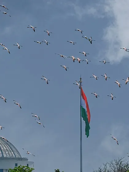 Another perspective of the lesser flamingos flying near the NMMC building and the Indian flag. Their flight paths often take them past this landmark, creating a unique intersection of urban life and wild nature that defines Navi Mumbai.