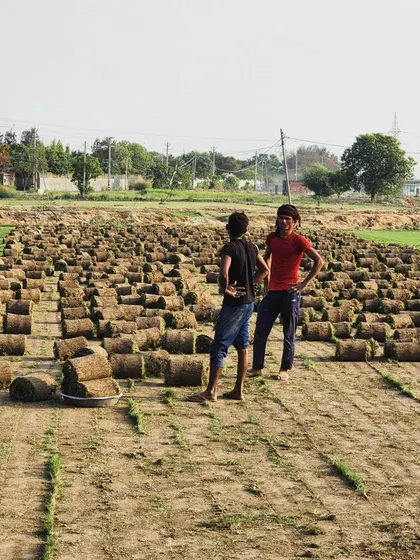 Young members of our community observing the turf harvest, a common sight at our farm.