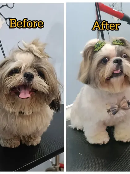 This Shih Tzu's behavior during grooming improved so much with a regular schedule. It's a partnership between the groomer and the parent.