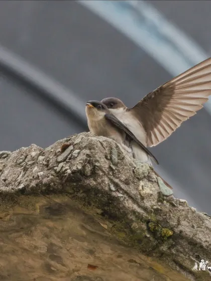 A clear shot of the Asian House-Martin pair. We often find them near human settlements in the mountains, offering great photo opportunities.
