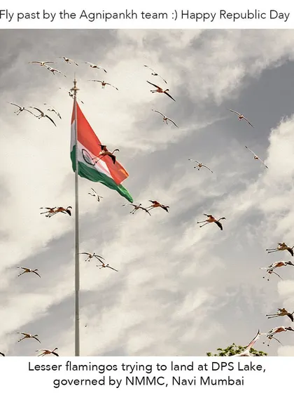 A fly-past by the 'Agnipankh' (wings of fire) team. This shot captures the lesser flamingos in flight around the Indian flag, a daily phenomenon during their migration season that depends entirely on the protection of their wetland habitat.