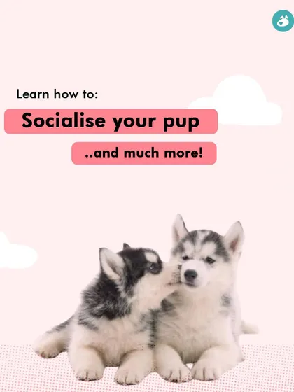 Socialization is more than just meeting other dogs. I teach you how to safely expose your puppy to new sights, sounds, and environments to raise a confident and resilient adult dog.